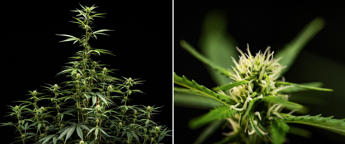 Pianta di cannabis NYC Sour Diesel Auto nella settimana 5 di fioritura, alta circa 120 cm, con allungamento continuo, siti di fioritura in espansione su tutta la chioma e formazione costante dei fiori fuori dalla grow box