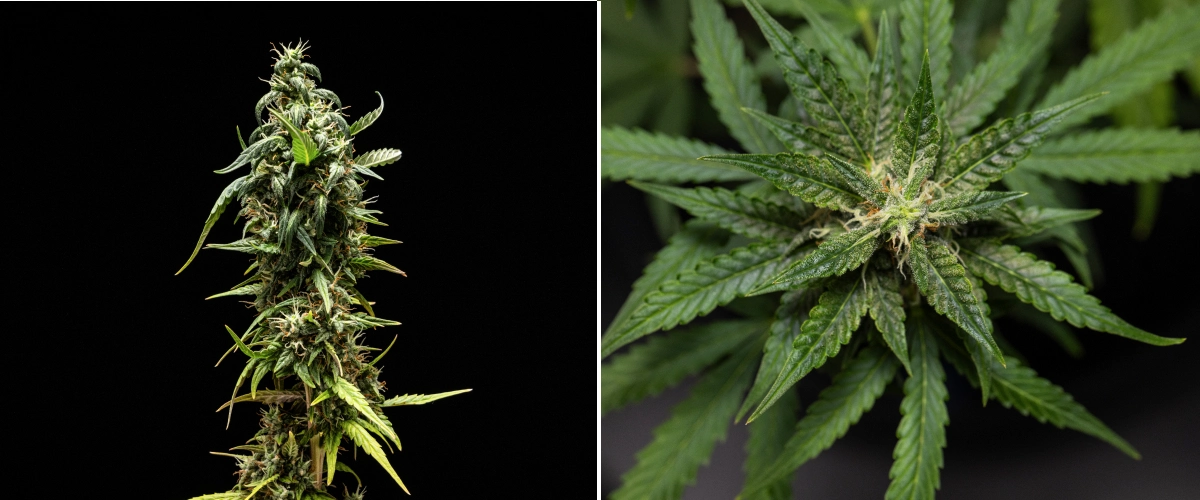 Pianta di cannabis NYC Sour Diesel Auto nella settimana 8 di fioritura con tricomi lattiginosi, cime compatte e aromatiche, intensa produzione di resina e una cola superiore leggermente meno matura vicino al raccolto