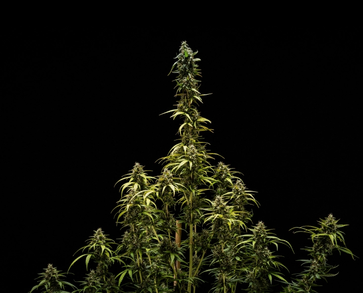 Risultati finali di NYC Sour Diesel Auto