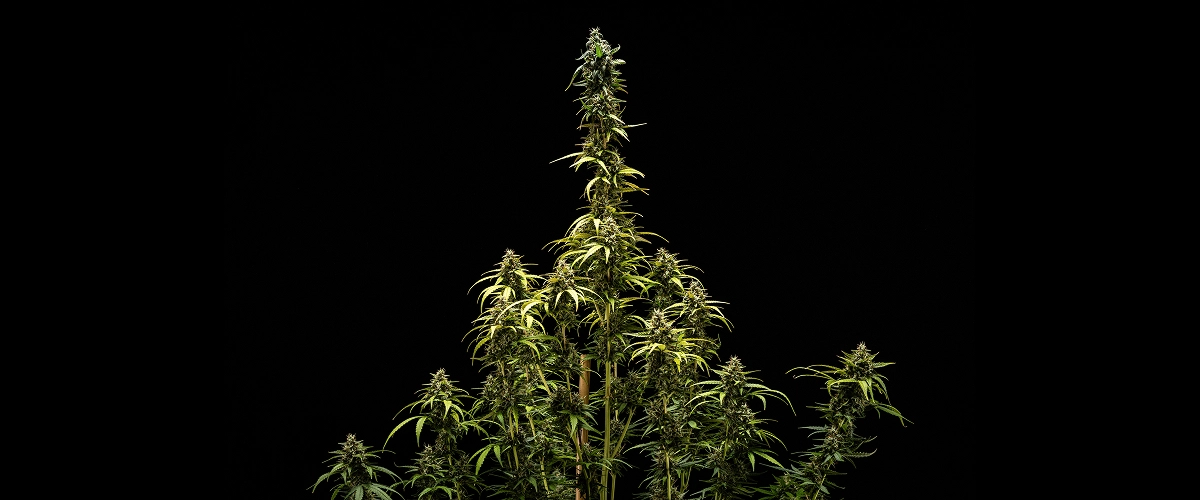 Risultati finali di NYC Sour Diesel Auto