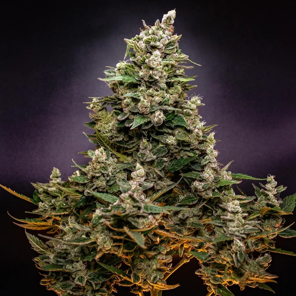 NYC Sour Diesel
