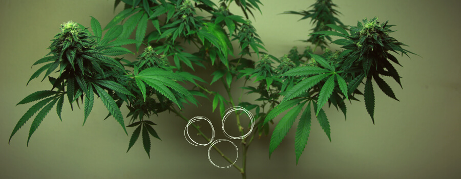 Defogliazione vs Potatura della cannabis: le differenze Defogliazione vs Potatura della cannabis: le differenze