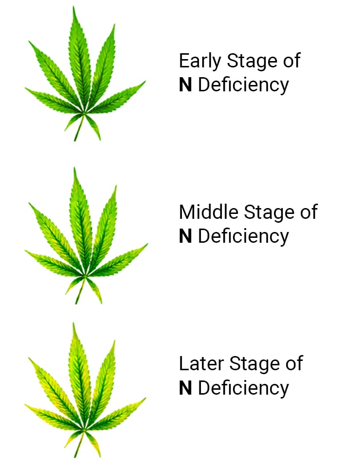 Nitrogen Deficiency in Cannabis