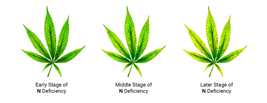 Nitrogen Deficiency in Cannabis