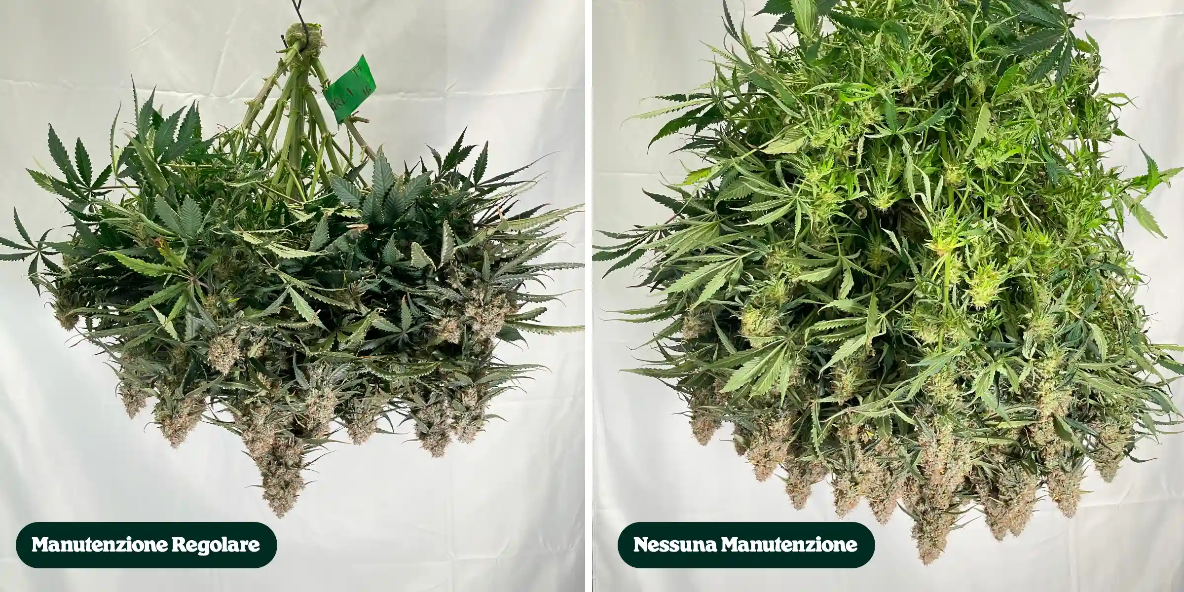 Confronto della manutenzione della cannabis: regolare vs nessuna manutenzione Confronto fianco a fianco di piante di cannabis dopo il raccolto, che mostra trattamenti con manutenzione regolare rispetto a nessuna manutenzione, con differenze nella densità della chioma, nel fogliame, nella struttura delle cime e nei rami potati.