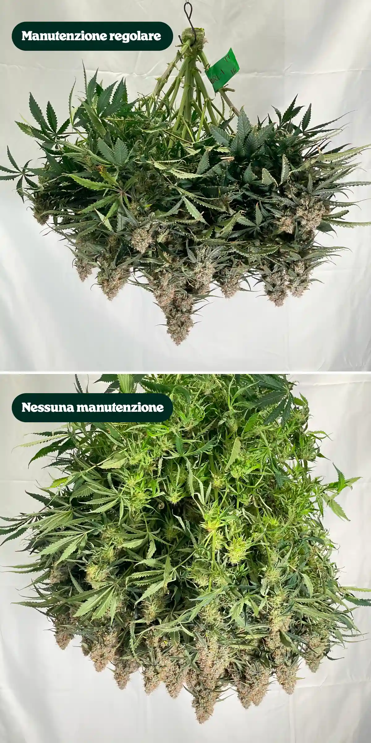 Confronto della manutenzione della cannabis: regolare vs nessuna manutenzione Confronto fianco a fianco di piante di cannabis dopo il raccolto, che mostra trattamenti con manutenzione regolare rispetto a nessuna manutenzione, con differenze nella densità della chioma, nel fogliame, nella struttura delle cime e nei rami potati.