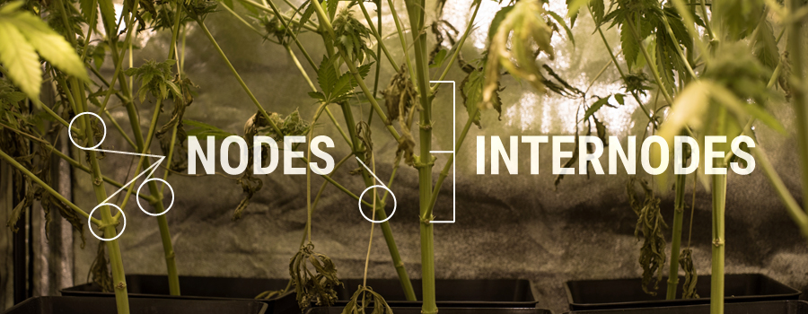 Nodi Internodes Struttura delle piante di cannabis
