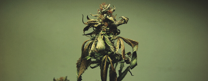 Foglia Di Cannabis Bruciatura Da Nutrienti Foglia Di Cannabis Bruciatura Da Nutrienti
