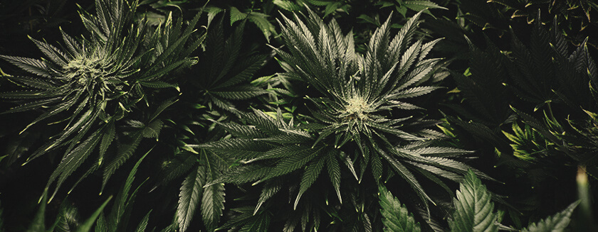 Bruciatura Da Nutrienti Giallo Foglie Di Cannabis Bruciatura Da Nutrienti Giallo Foglie Di Cannabis