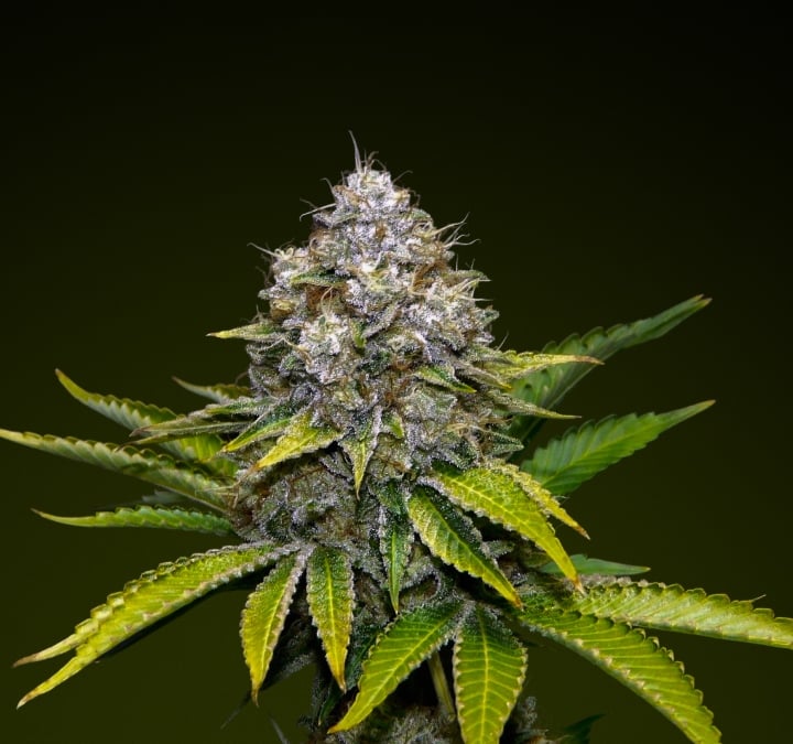 Cima di cannabis OG Kush con tricomi ghiacciati e tonalità verdi terrose, nota per il suo sapore di pino e l’elevata potenza, ideale per infusioni intense