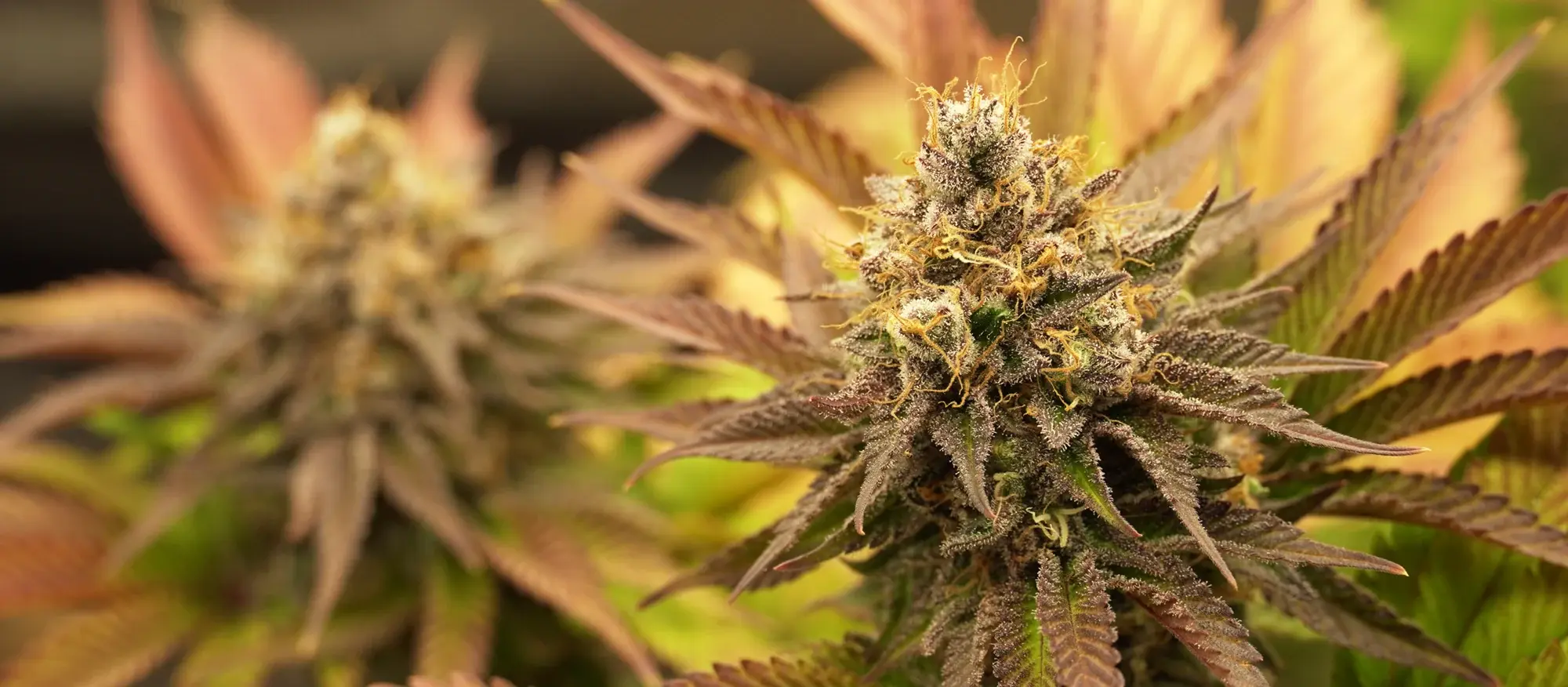 OG Kush