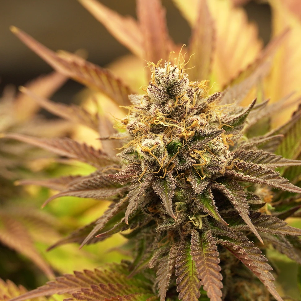 OG Kush