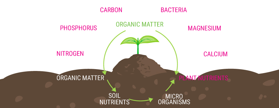 Catena di alimentazione biologica