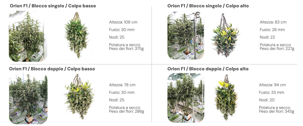 Panoramica dei risultati di Orion F1 con confronto tra sistemi single block e dual block a bassa e alta irrigazione