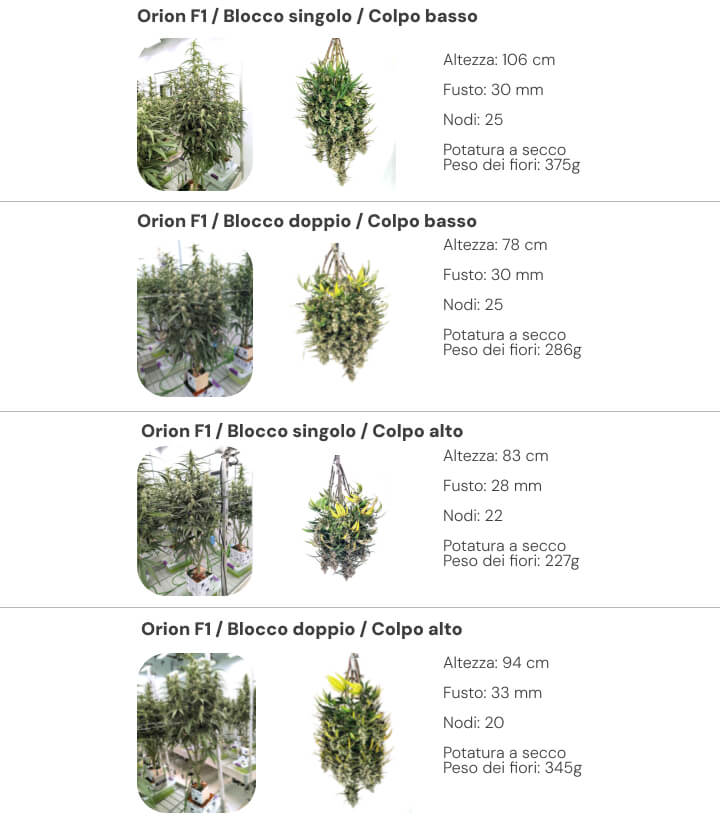 Panoramica dei risultati di Orion F1 con confronto tra sistemi single block e dual block a bassa e alta irrigazione