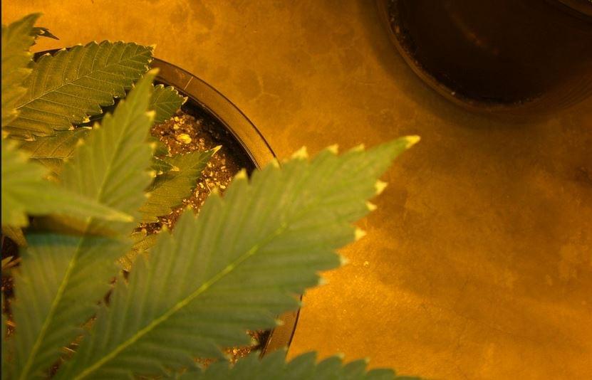 Extra fertilizzazione marijuana