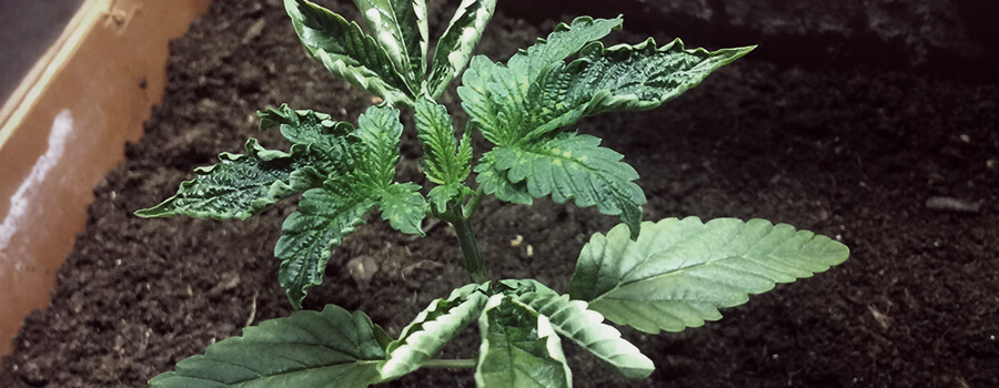 Eccesso D'Acqua Cannabis Eccesso D'Acqua Cannabis