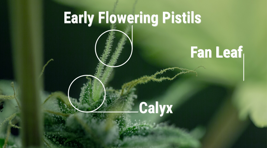 calice pianta di cannabis femminili organi riproduttivi della pianta