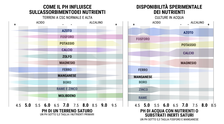 Come Il PH Influisce Sull'assorbimentodei Nutrienti