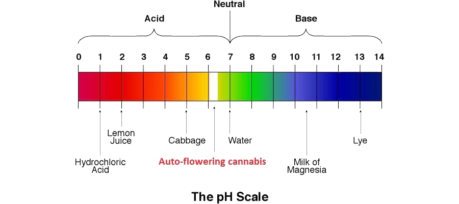Il valore perfetto di PH per una pianta di cannabis - Royal Queen Seeds ...