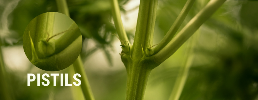 Pistili Esempio di pianta di cannabis