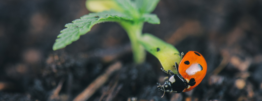 Predatore coccinella Aphids Prevention