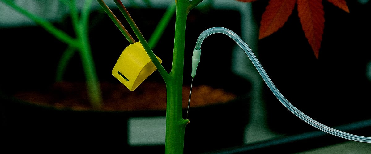 Primo piano tecnica PSIS iniezione soluzione saccarosio direttamente nel fusto cannabis in fioritura per cime più pesanti e maggiore resa cannabinoidi