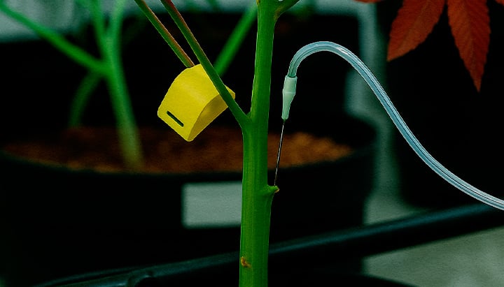 Primo piano tecnica PSIS iniezione soluzione saccarosio direttamente nel fusto cannabis in fioritura per cime più pesanti e maggiore resa cannabinoidi