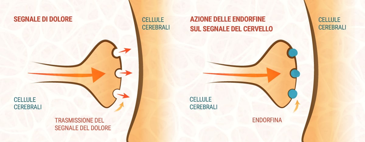 CBD e sistema endocannabinoide