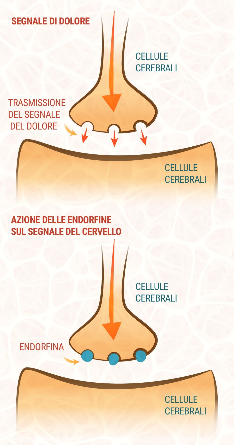 CBD e sistema endocannabinoide