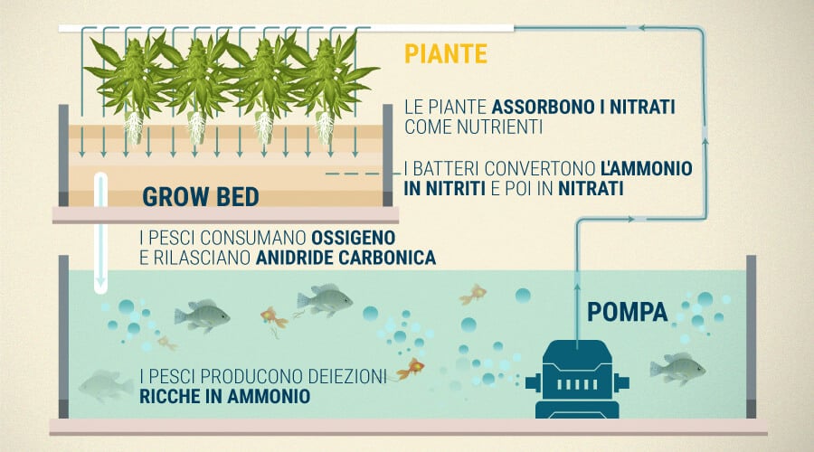 Perché L'Acquaponica Funziona E I Suoi Benefici Quando Si Coltiva La Cannabis