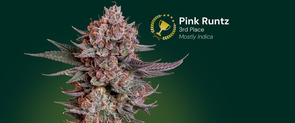 Fiore di cannabis Pink Runtz, vincitore del 3º posto, prevalentemente indica