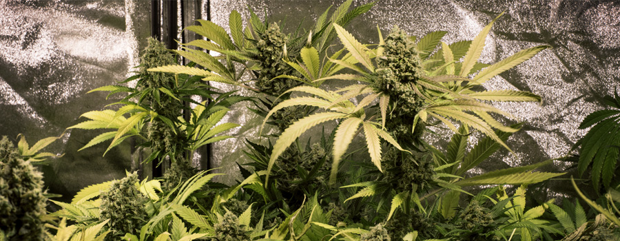 Pineapple Kush Royal Queen Seeds