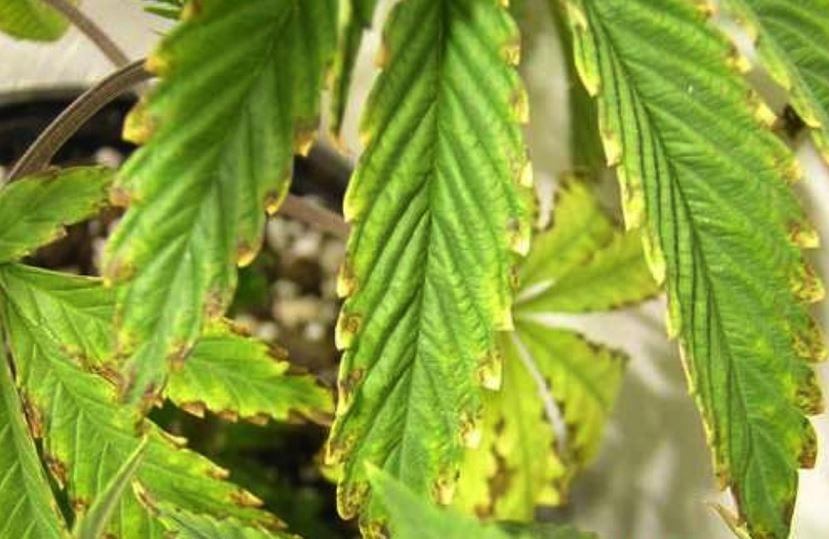 Potassio marijuana