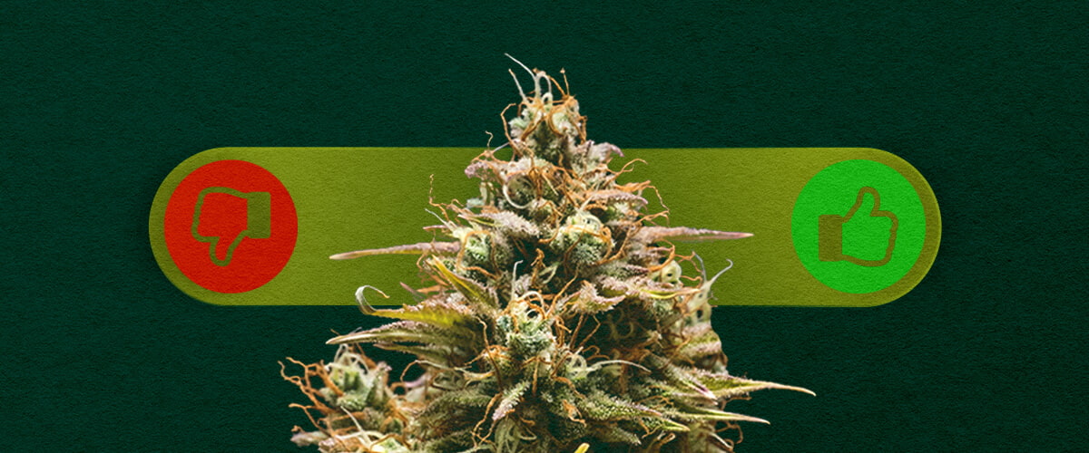 Cannabis Autofiorente: Soppesare i Pro e i Contro della Coltivazione Pro e contro della cannabis autofiorente: Esplora i vantaggi (crescita rapida, facile per i principianti) e gli svantaggi (rese inferiori, meno controllo) della coltivazione di varietà autofiorenti.