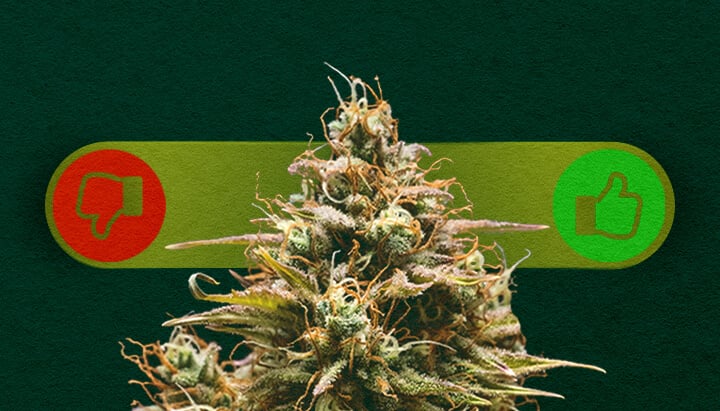 Cannabis Autofiorente: Soppesare i Pro e i Contro della Coltivazione Pro e contro della cannabis autofiorente: Esplora i vantaggi (crescita rapida, facile per i principianti) e gli svantaggi (rese inferiori, meno controllo) della coltivazione di varietà autofiorenti.