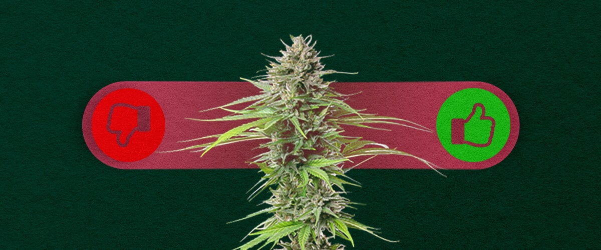 Cannabis Fotoperiodica: Soppesare i Pro e i Contro della Coltivazione Pro e contro della cannabis fotoperiodica: Esplora i vantaggi (rese maggiori, più controllo sulla crescita) e gli svantaggi (tempi di crescita più lunghi, richiede la gestione del ciclo di luce) delle varietà fotoperiodiche.