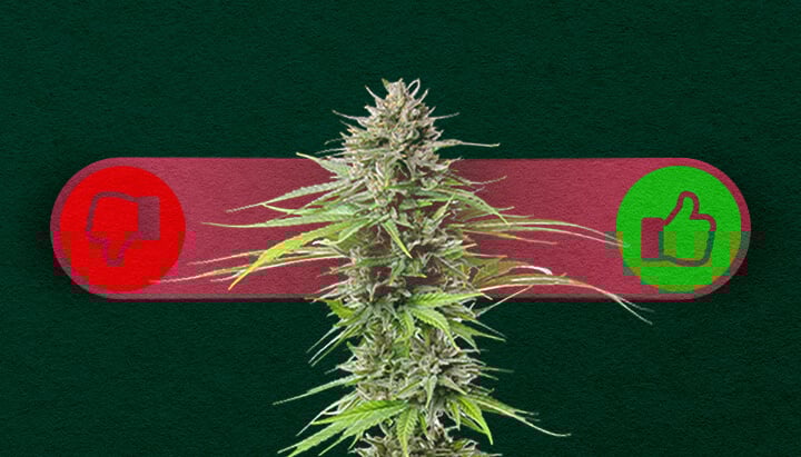 Cannabis Fotoperiodica: Soppesare i Pro e i Contro della Coltivazione Pro e contro della cannabis fotoperiodica: Esplora i vantaggi (rese maggiori, più controllo sulla crescita) e gli svantaggi (tempi di crescita più lunghi, richiede la gestione del ciclo di luce) delle varietà fotoperiodiche.
