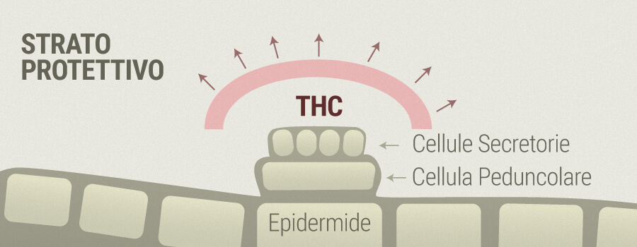 Rosacea And THC Rosacea And THC
