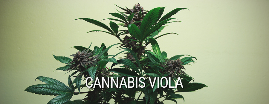 Cannabis Viola 