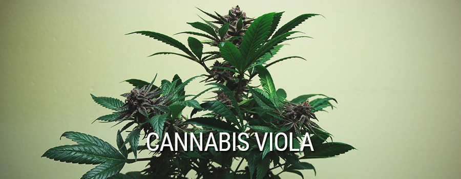 Cannabis Viola Cannabis Viola