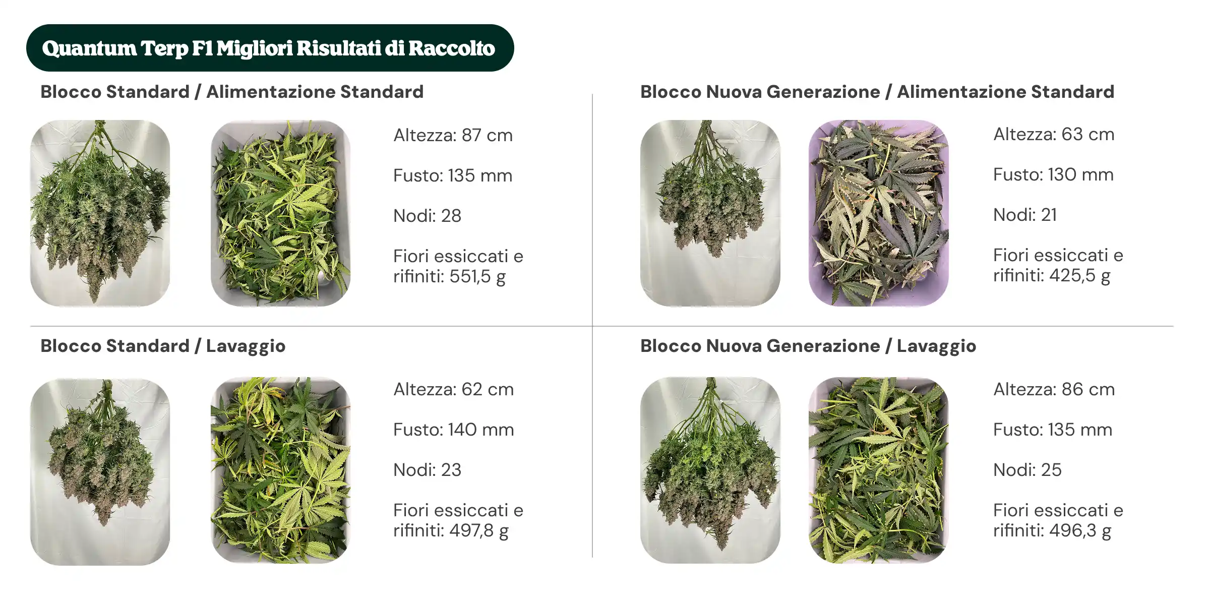 Panoramica dei risultati di Quantum Terp F1 che confronta i trattamenti con blocco standard e blocco di nuova generazione, con nutrizione standard e flush, mostrando altezza della pianta, diametro del fusto, numero di nodi e peso dei fiori secchi manicurati.