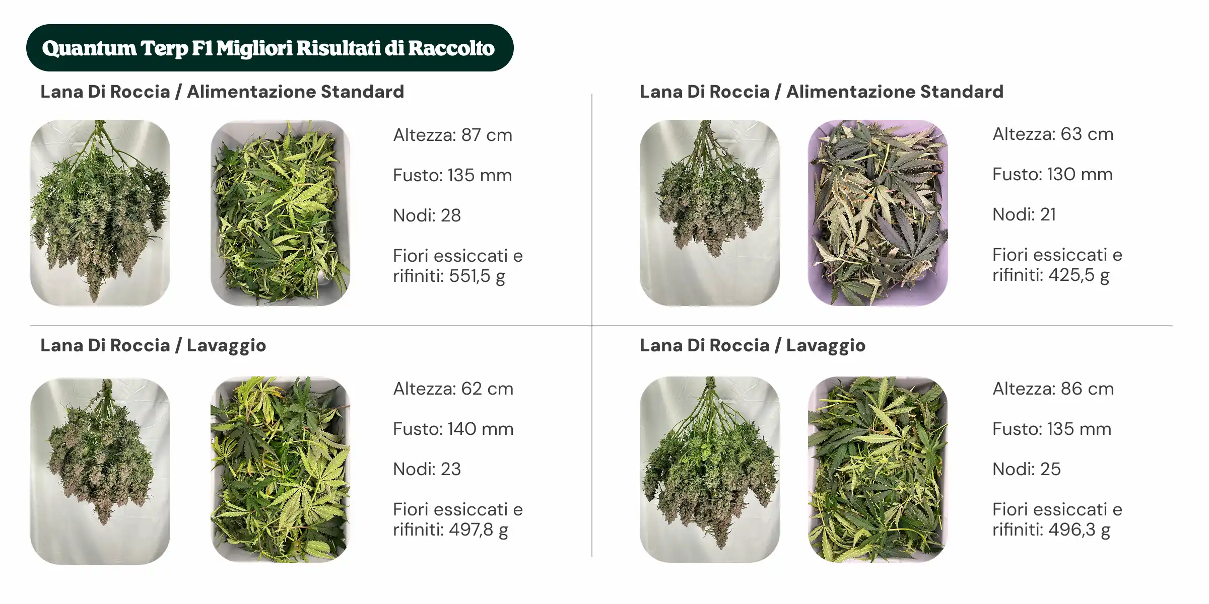 Migliori rese Quantum Terp F1: confronto tra blocchi e nutrizione Panoramica dei risultati di Quantum Terp F1 che confronta i trattamenti con blocco standard e blocco di nuova generazione, con nutrizione standard e flush, mostrando altezza della pianta, diametro del fusto, numero di nodi e peso dei fiori secchi manicurati.