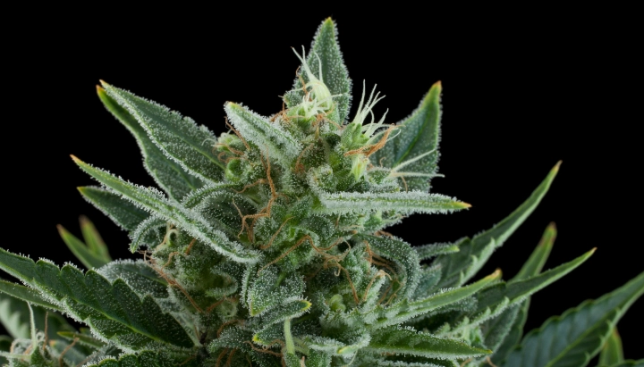 Quick One: altezza minima e rapidità Cima di cannabis Quick One con fiori ghiacciati e resinosi, foglie zuccherine verdi, pistilli arancioni e crescita compatta su sfondo scuro.