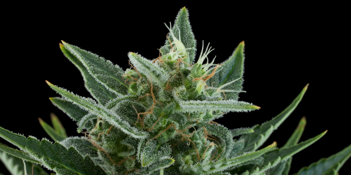 Quick One: altezza minima e rapidità Cima di cannabis Quick One con fiori ghiacciati e resinosi, foglie zuccherine verdi, pistilli arancioni e crescita compatta su sfondo scuro.