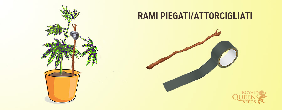 Staccati per fissare steli rotti e steli staccati Staccati per fissare steli rotti e steli staccati