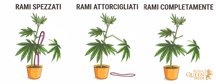 Stelo spezzato di cannabis Stelo spezzato di cannabis