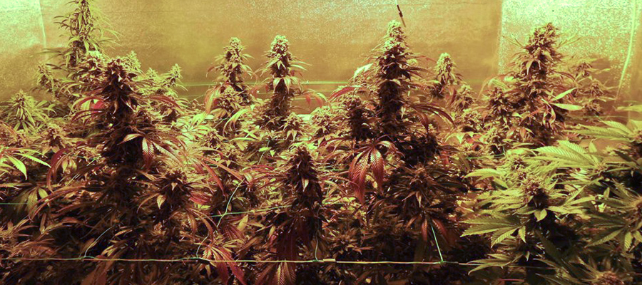 Royal Moby Cannabis 420 RQS semi di Marijuana Royal Moby Cannabis 420 RQS semi di Marijuana