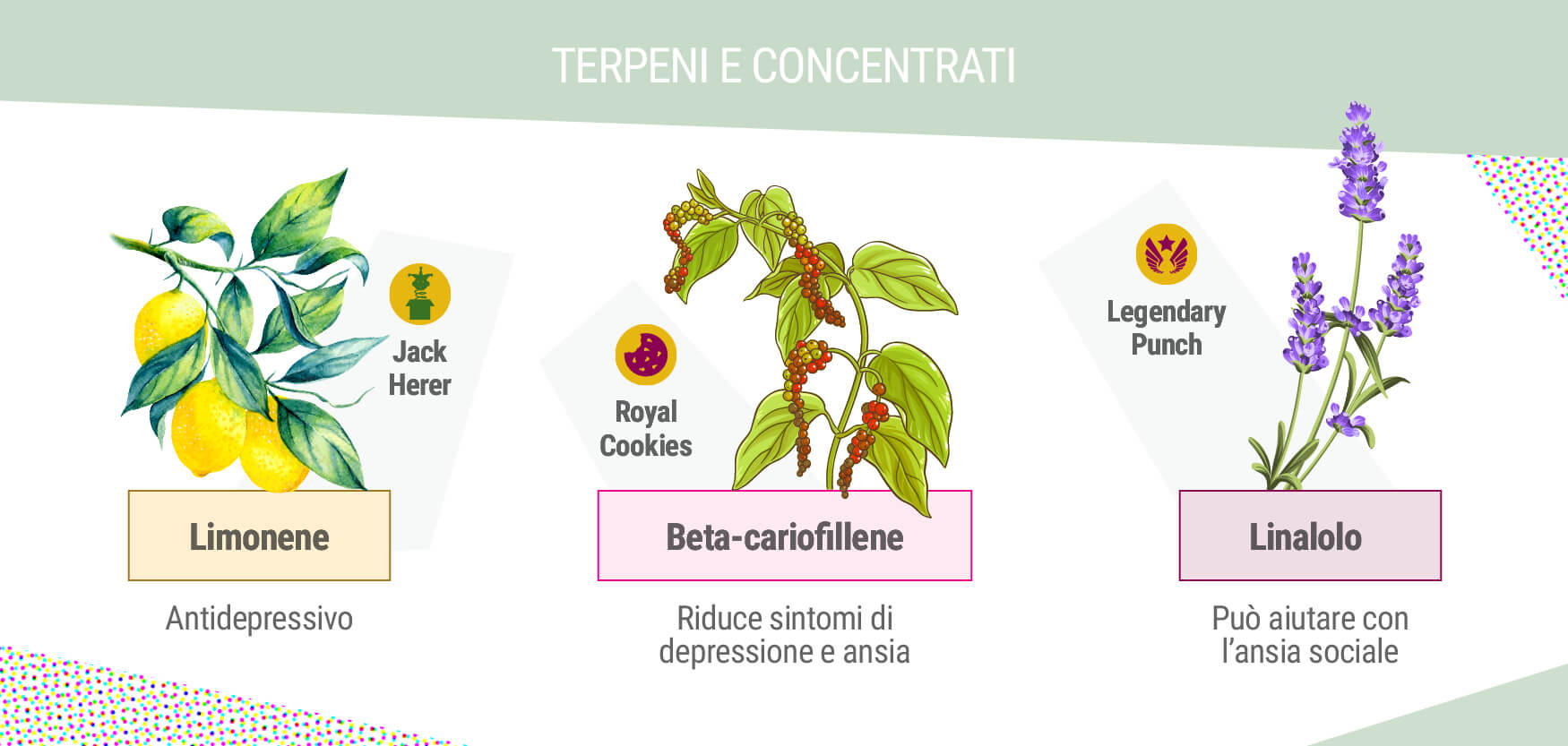 TERPENI E CONCENTRATI