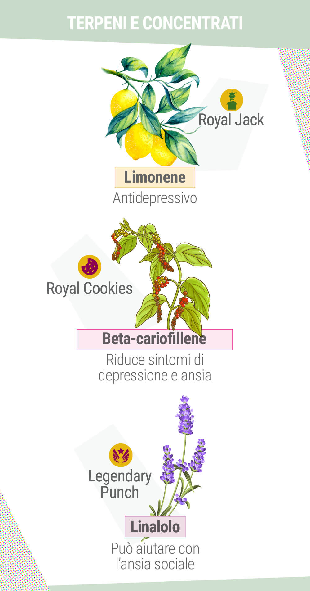 TERPENI E CONCENTRATI